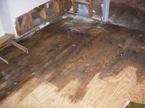 Water Damage Restoration, Mold On Hardwood Floor Under Carpet
